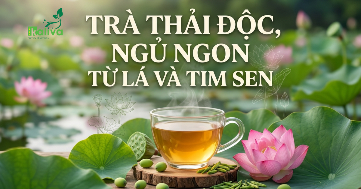 Cùng sống xanh số 157: Khi lá sen và tim sen biến thành trà hòa tan