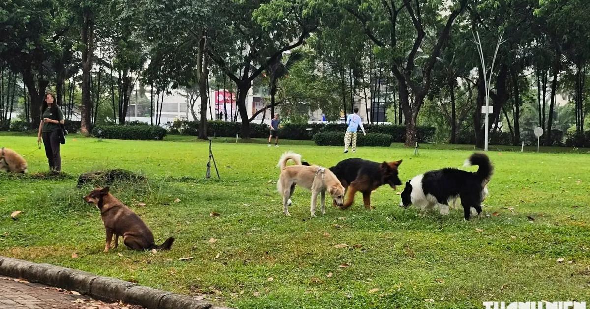 TP.HCM: C&ocirc;ng vi&ecirc;n Cảnh Đồi vẫn đ&ocirc;ng ch&oacute; thả r&ocirc;ng kh&ocirc;ng rọ m&otilde;m sau phản &aacute;nh