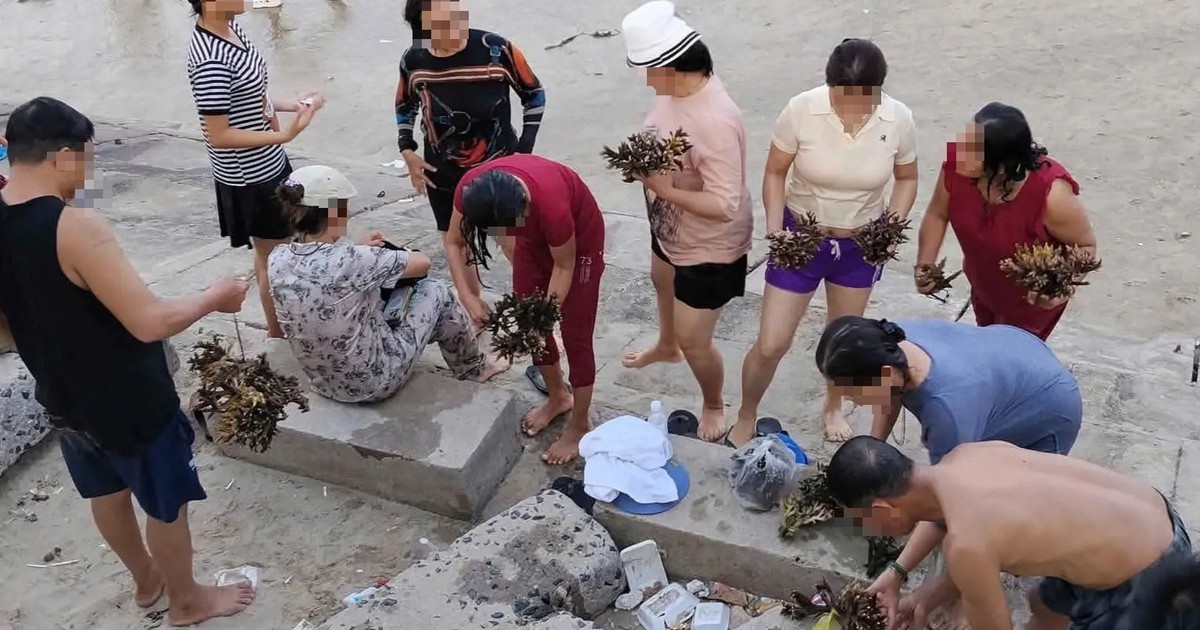 Xác minh vụ nhóm người bẻ san hô ở Nha Trang