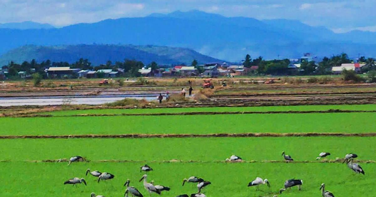 Đ&agrave;n c&ograve; ốc qu&yacute; hiếm hơn 100 con bất ngờ xuất hiện tr&ecirc;n đồng l&uacute;a Gia Lai