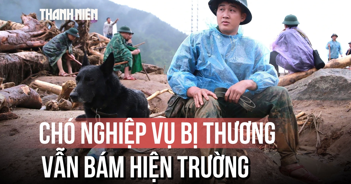 Chó nghiệp vụ tinh nhuệ đến bản Chít: Bị chấn thương vẫn quyết tâm đánh hơi tìm người mất tích