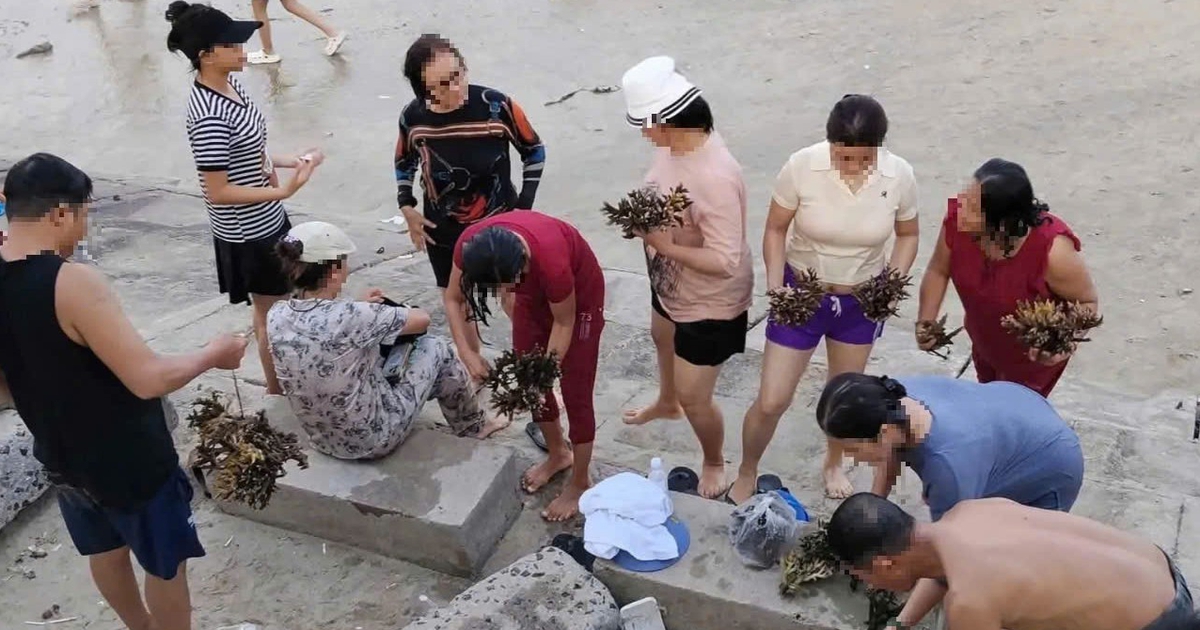 Bẻ san hô ở Nha Trang: Cái giá của hành vi 'thấy đẹp là mang về'