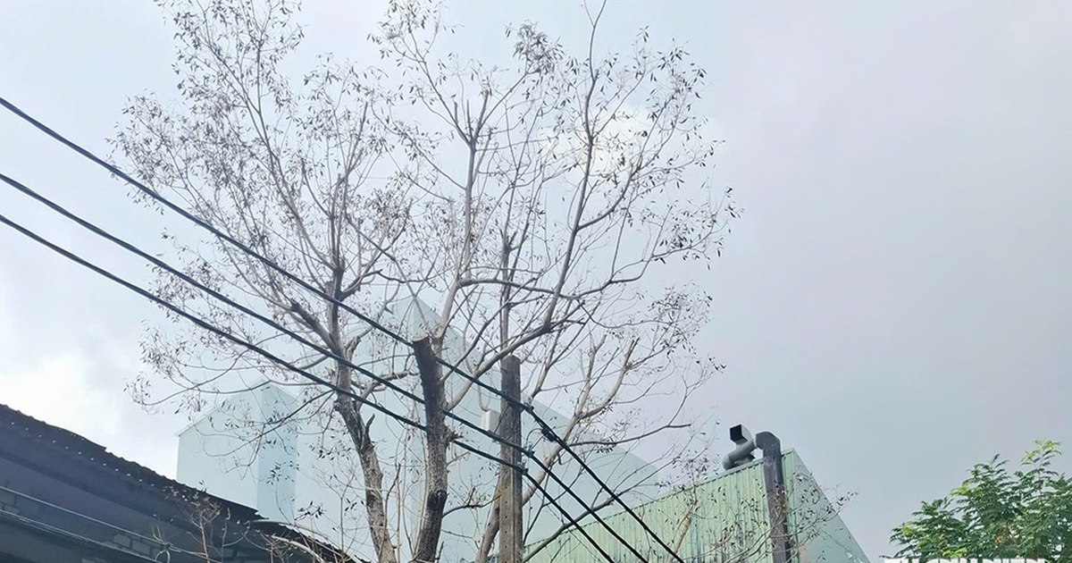 Cây chết khô