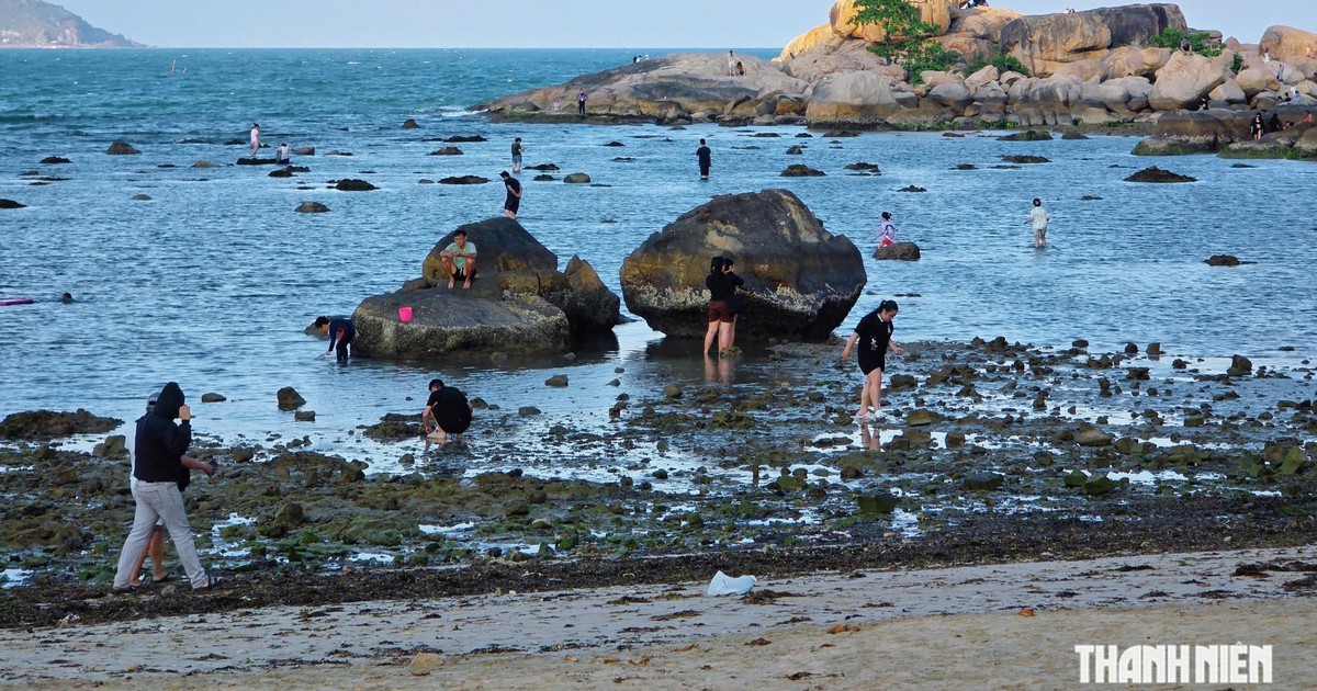Cảnh báo nguy cơ tẩy trắng san hô ở vịnh Nha Trang