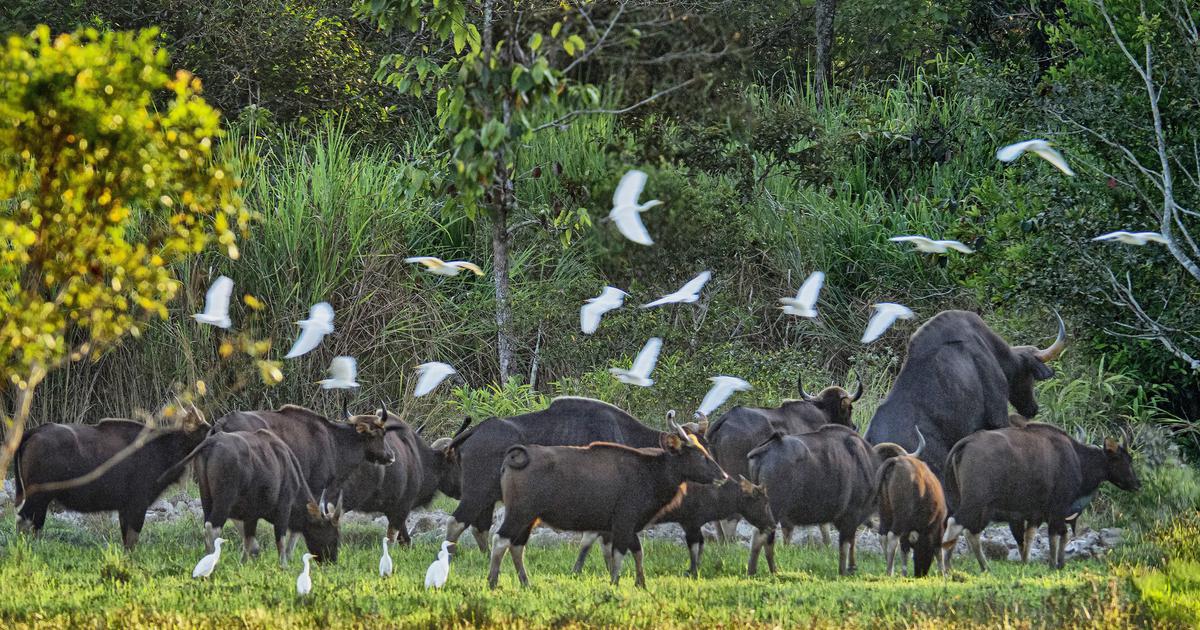 Kh&aacute;m ph&aacute; Vườn quốc gia C&aacute;t Ti&ecirc;n: C&aacute;nh rừng nguy&ecirc;n sinh hơn 71.000 ha b&ecirc;n s&ocirc;ng Đồng Nai