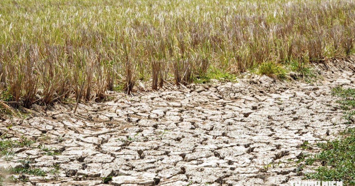 "Siêu El Nino" có thể gây thiệt hại 350.000 ha lúa đông xuân 2026 ở ĐBSCL