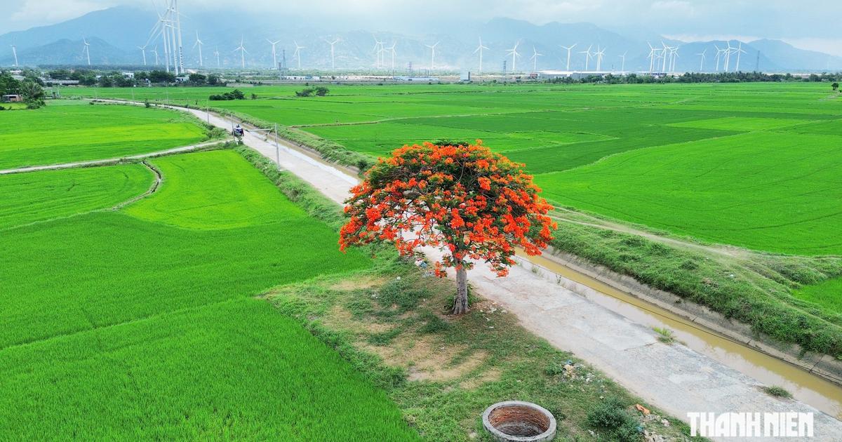 Vẻ đẹp cây phượng cô đơn rực đỏ giữa đồng lúa Khánh Hòa