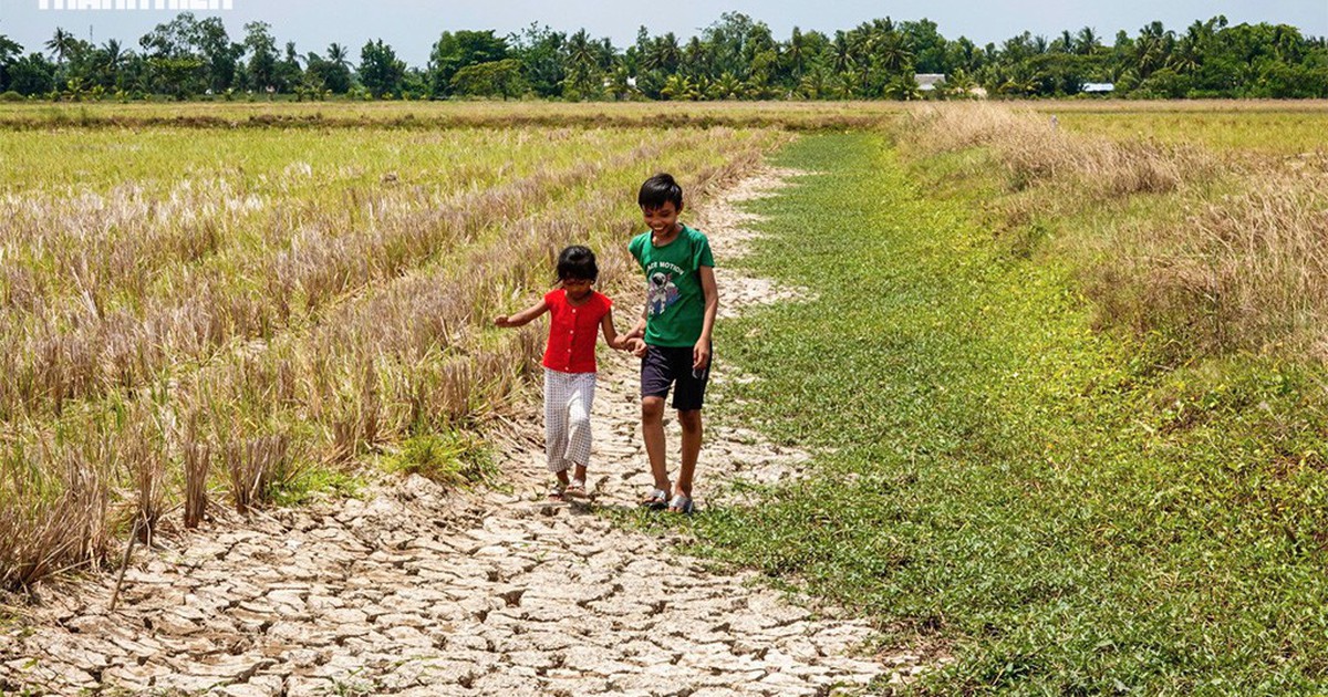 Bảo vệ vựa lúa miền Tây trước "siêu El Nino" thế nào?