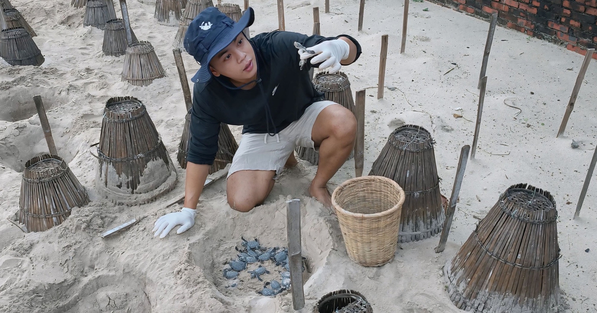 Chàng trai bảo tồn rùa biển bằng những đêm thức trắng