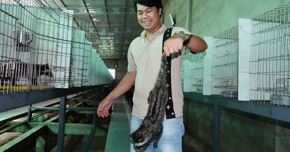 Bỏ phố về quê nuôi chồn hương, thu lãi hơn nửa tỉ đồng mỗi năm