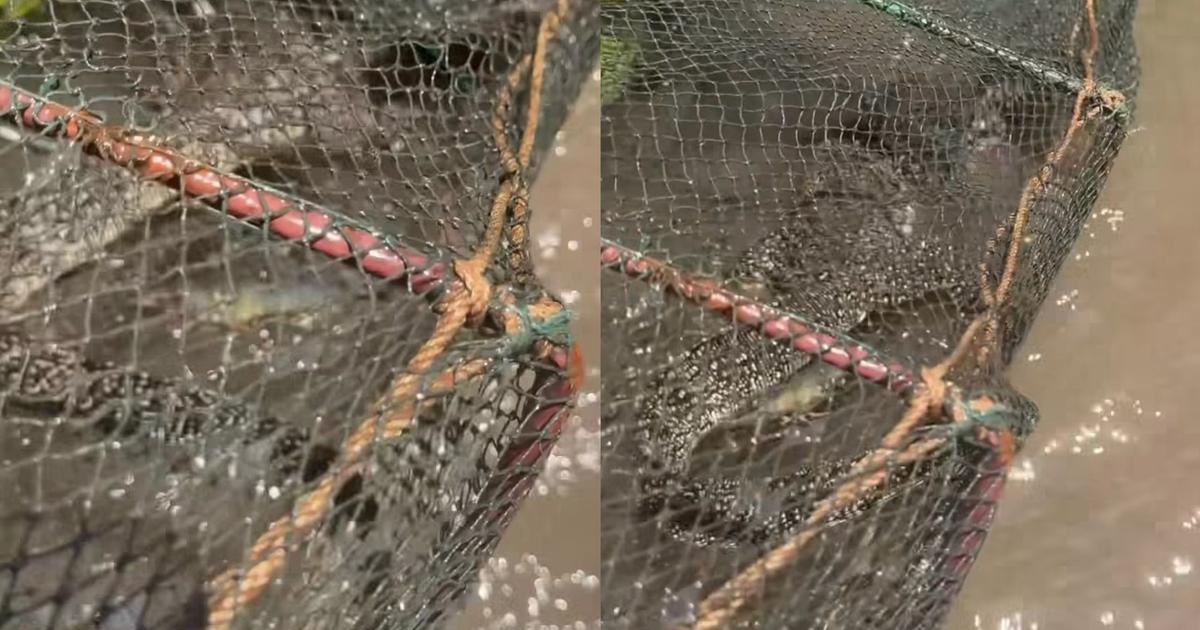 Ph&aacute;t hiện kỳ đ&agrave; trong S&aacute;ch đỏ mắc l&uacute; t&ocirc;m, ch&agrave;ng trai miền T&acirc;y vội thả ngay