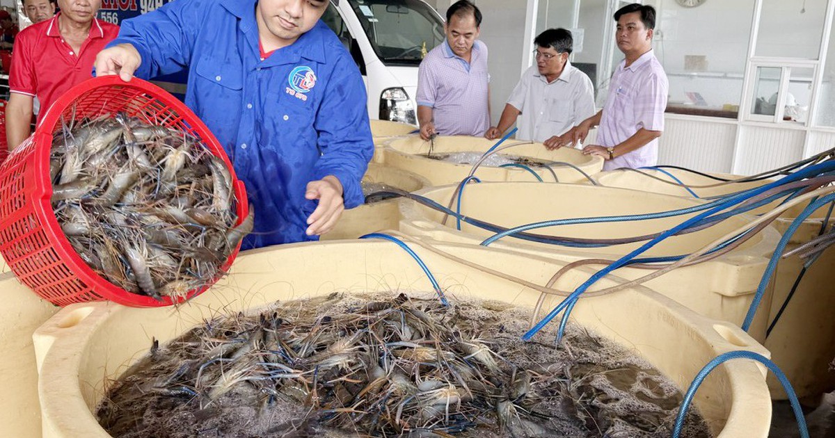 Xuất khẩu tôm càng xanh mở ra hướng đi mới cho mô hình lúa - tôm