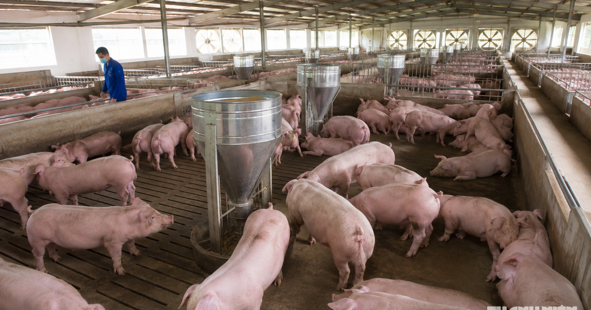 Giá heo hơi hôm nay 24.7.2026: Lại lùi về mức 63.000 đồng/kg