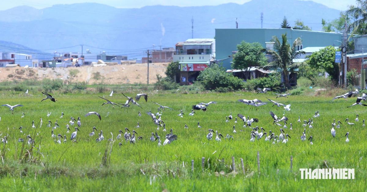 Lần đầu ti&ecirc;n, h&agrave;ng trăm con c&ograve; nhạn qu&yacute; hiếm xuất hiện ở Quy Nhơn Đ&ocirc;ng