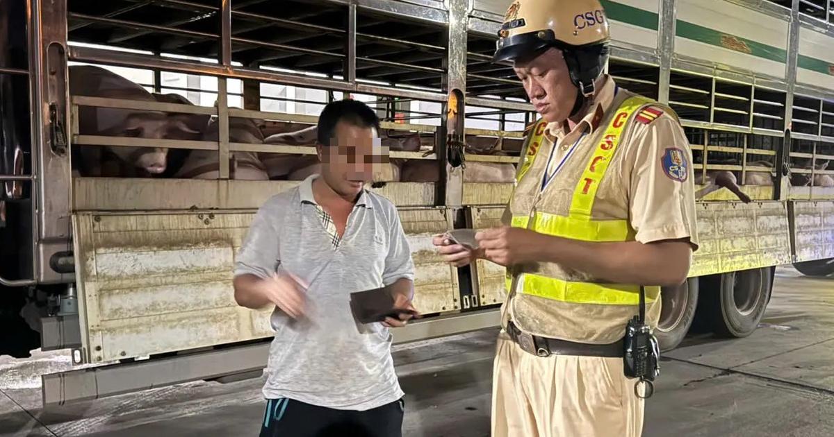 CSGT TP.HCM phát hiện 201 con heo dương tính chất cấm trên đường vào lò mổ