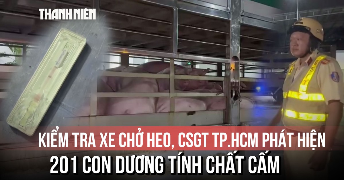 Kiểm tra xe chở heo, CSGT TP.HCM phát hiện 201 con dương tính chất cấm