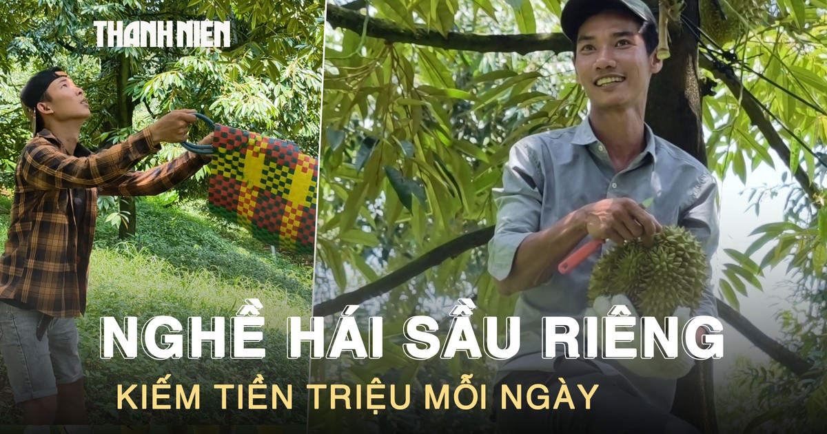 Leo cây ‘hái tiền’: Nghề thu hoạch sầu riêng kiếm tiền triệu mỗi ngày ở Lâm Đồng