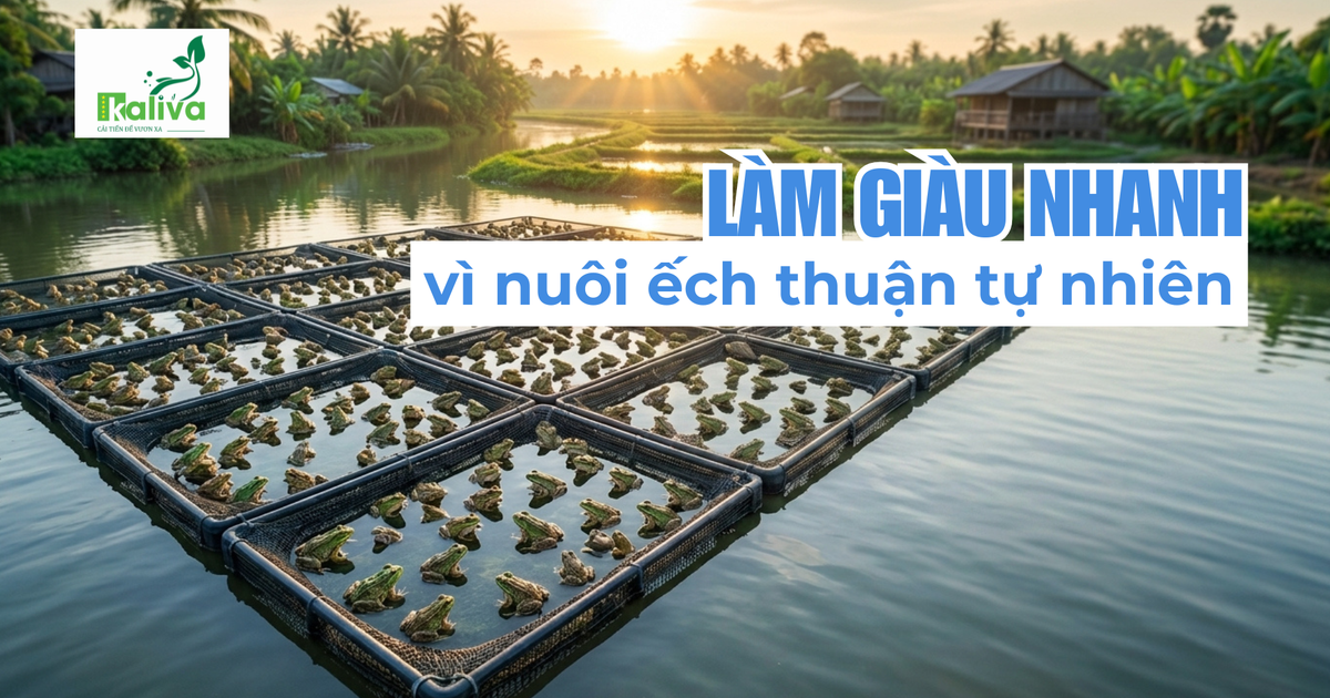 Cùng sống xanh số 155: Anh nông dân làm giàu từ… 8 cặp ếch nhờ nuôi thuận tự nhiên