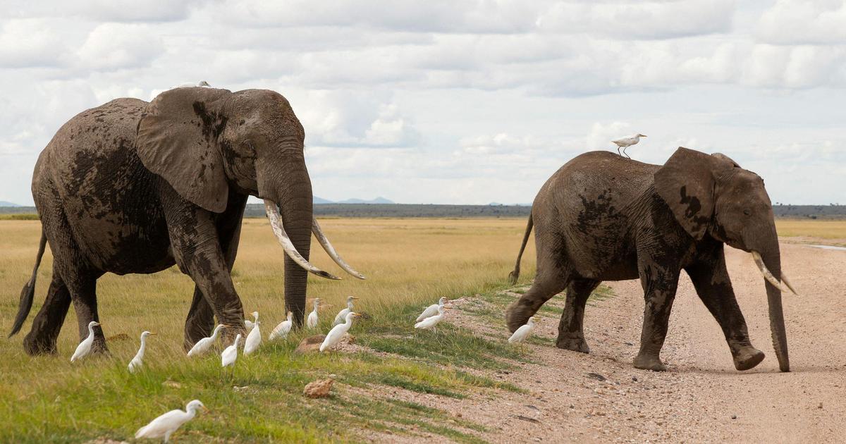 15 con voi chết bí ẩn, Kenya mở điều tra