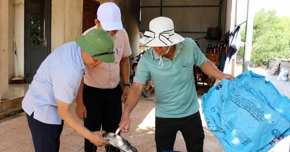 Sét đánh chết 3 tấn cá lóc của người dân Quảng Trị