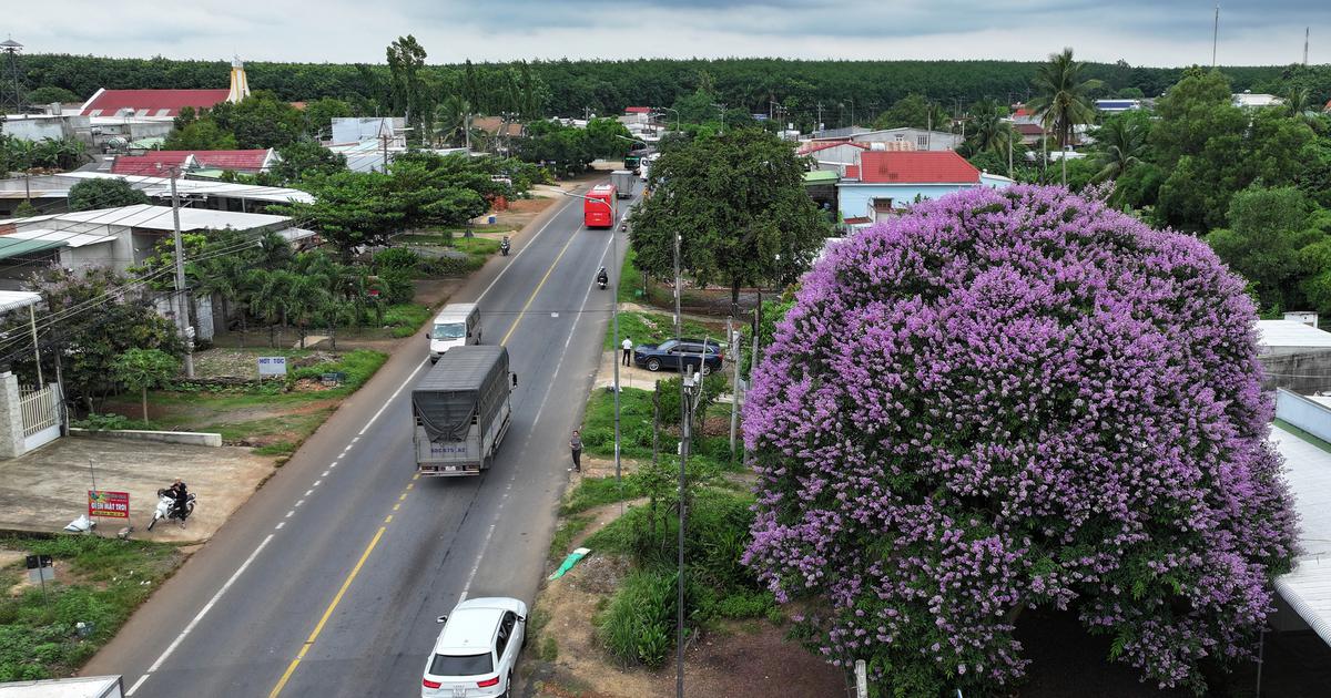 Quốc lộ 20 rực rỡ m&ugrave;a bằng lăng t&iacute;m: C&acirc;y hơn 20 năm 'n&iacute;u ch&acirc;n' du kh&aacute;ch