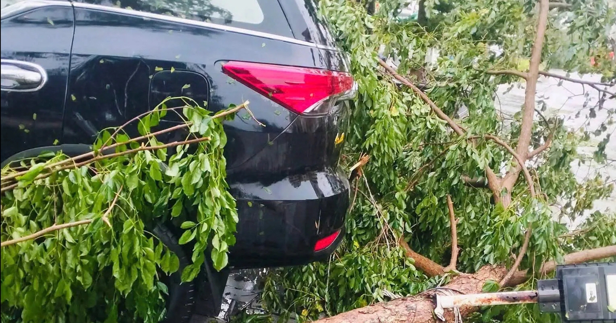 Bão số 1 quật ngã hàng trăm cây xanh, thổi bay nhiều mái tôn ở Móng Cái