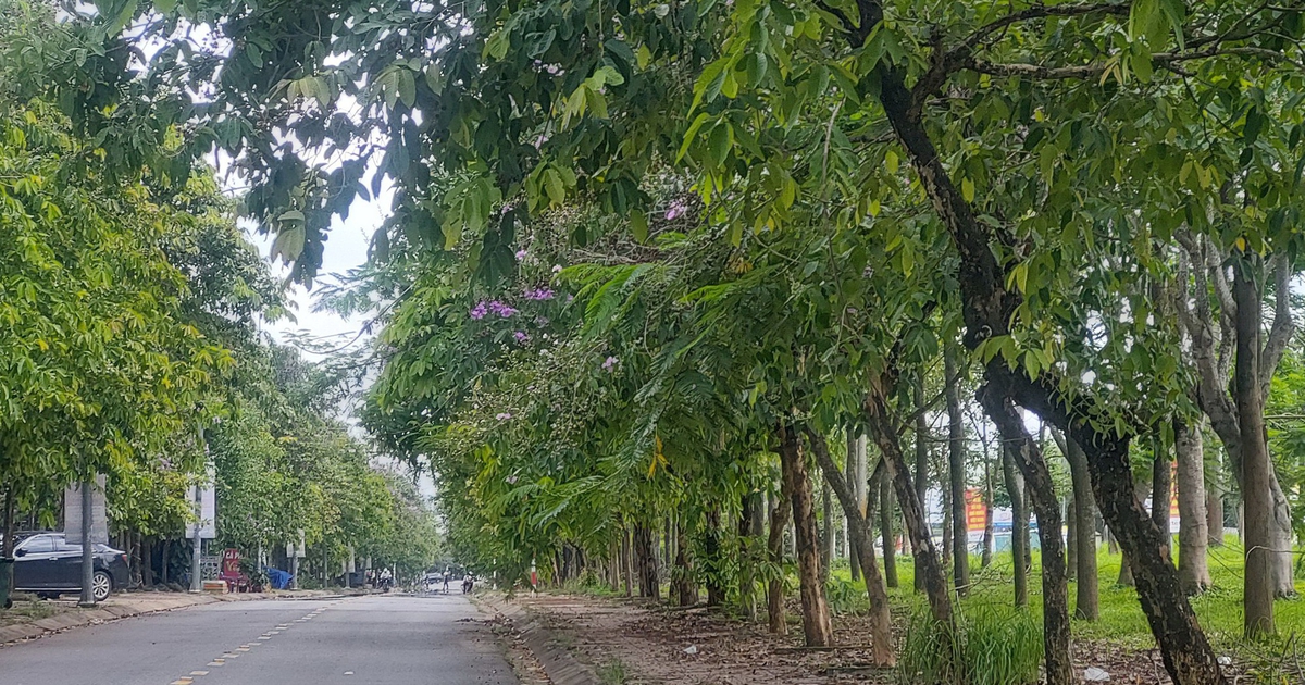 Cây xanh choán tầm nhìn