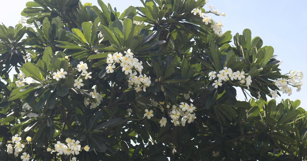 'Rừng sứ' phủ trắng nghĩa trang hơn trăm năm ở Đồng Nai
