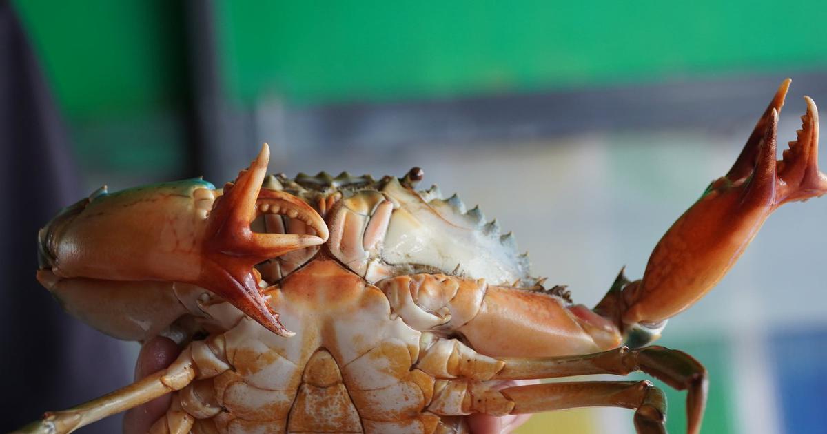 Ph&aacute;t hiện cua biển c&oacute; cặp c&agrave;ng '4 chạc' lạ mắt ở C&agrave; Mau