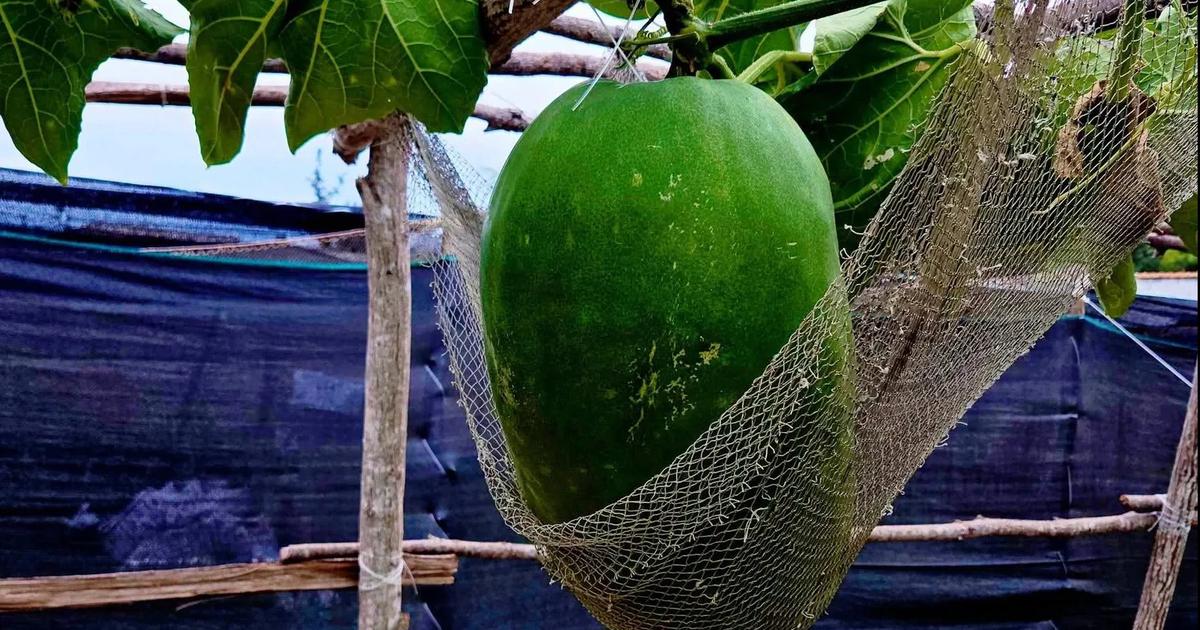 B&iacute; đao khổng lồ 'nằm v&otilde;ng' giữa đảo C&ugrave; Lao Xanh