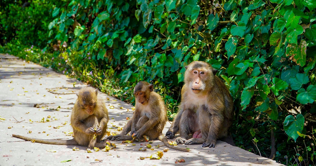Khám phá 'đảo khỉ' giữa cánh rừng ngập mặn Cù Lao Dung