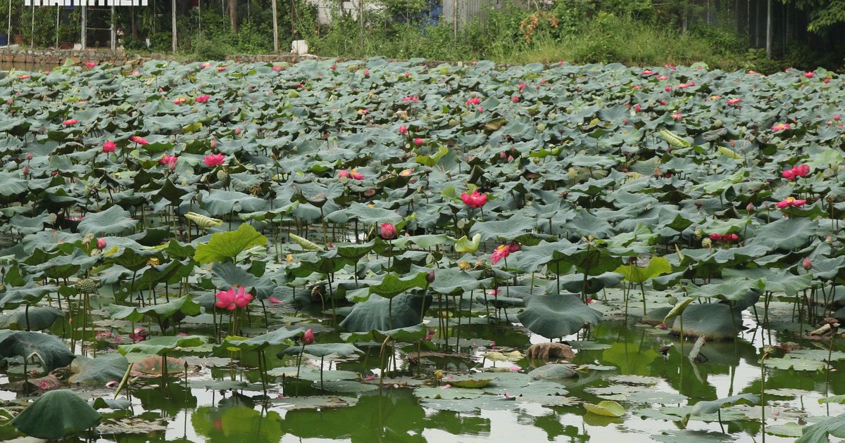 Hồ sen nở rộ giữa c&ocirc;ng vi&ecirc;n ở Đồng Nai, người d&acirc;n rủ nhau dạo m&aacute;t mỗi s&aacute;ng