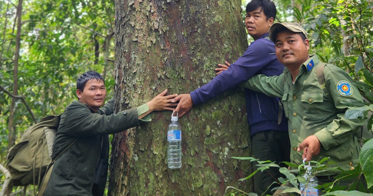 Giữa rừng nguy&ecirc;n sinh Gia Lai, lộ diện 4 c&acirc;y kim giao n&uacute;i khổng lồ