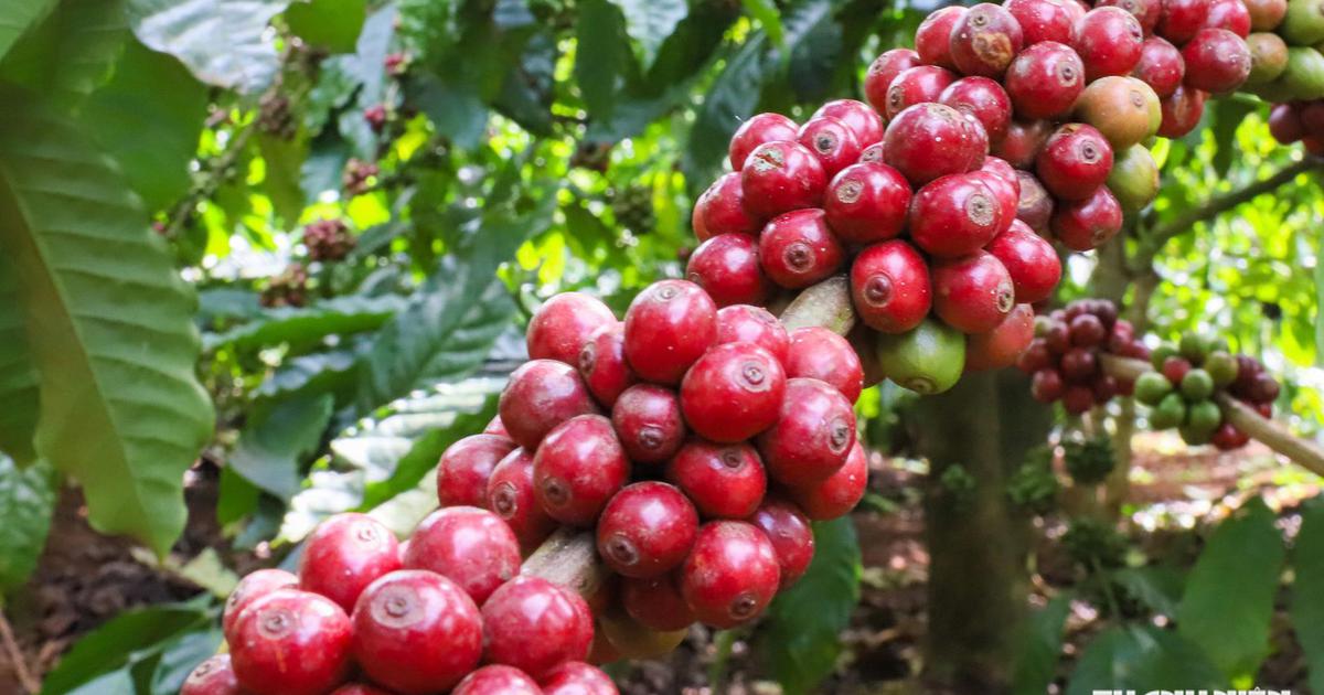 Trung Quốc dẫn đầu tăng trưởng xuất khẩu cà phê của Việt Nam