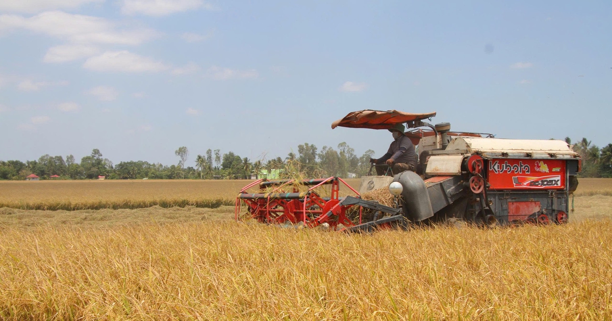Cà Mau tăng tốc xây dựng vùng lúa chất lượng cao phát thải thấp bền vững