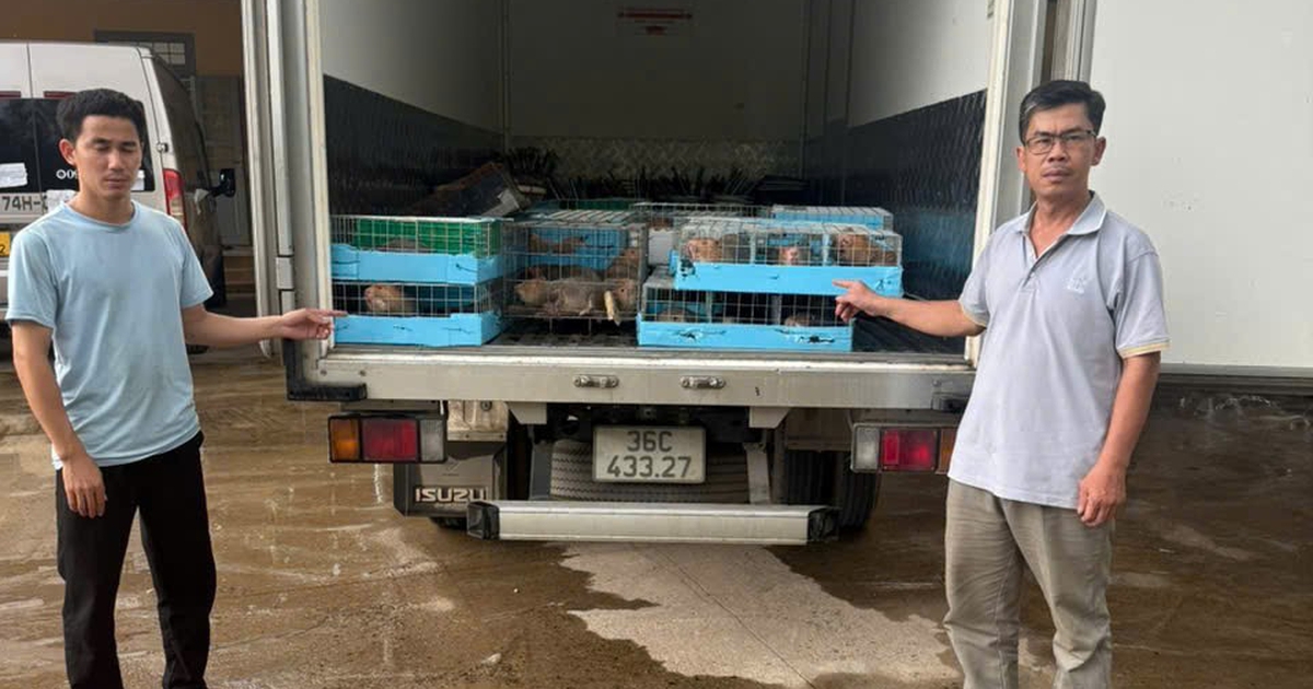 Dùng ô tô chở 105 cá thể dúi từ Lào về Việt Nam, một người bị khởi tố