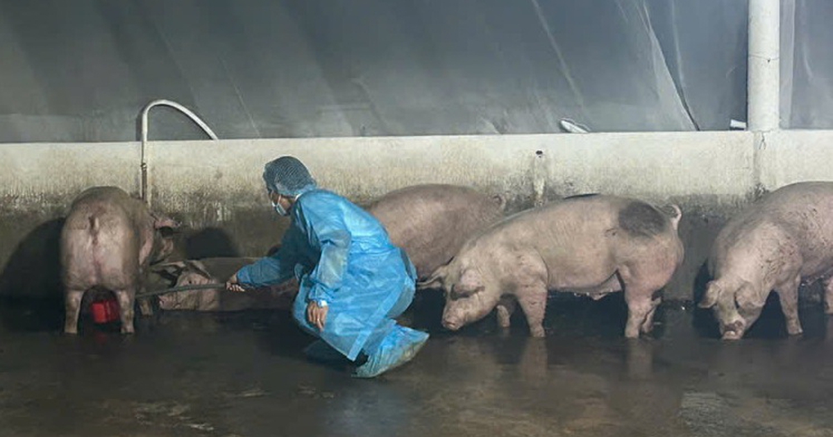 Chuyển hồ sơ qua công an điều tra 3 trại heo sử dụng chất cấm