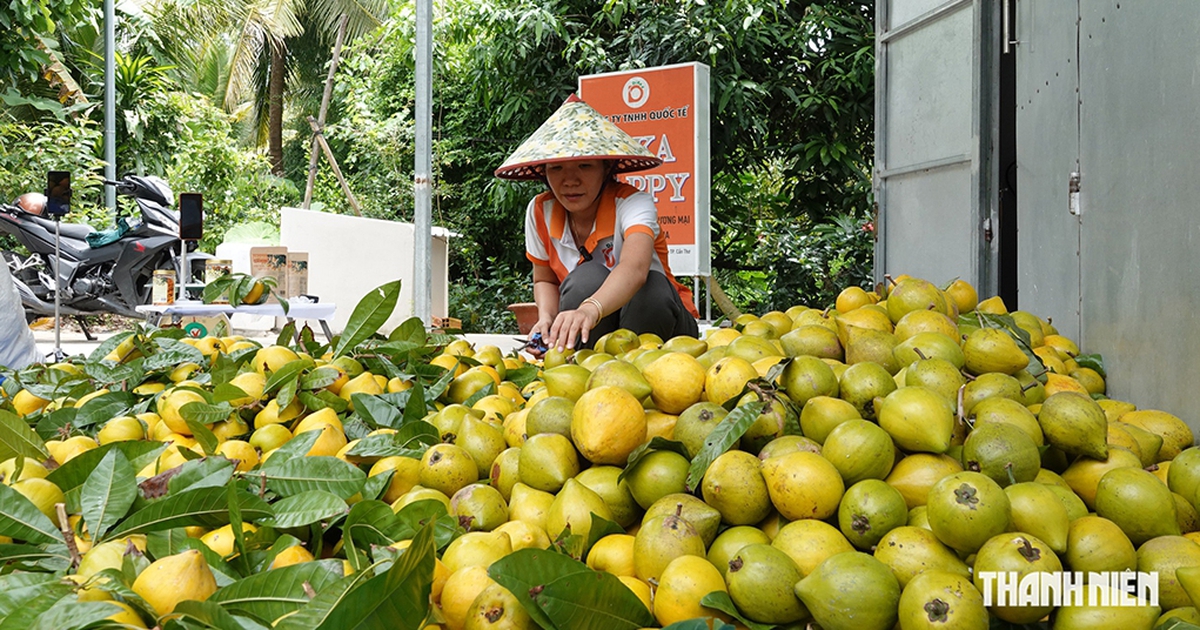 Cô gái miền Tây đưa loại trái bị 'bỏ rơi' thành sản phẩm OCOP 4 sao