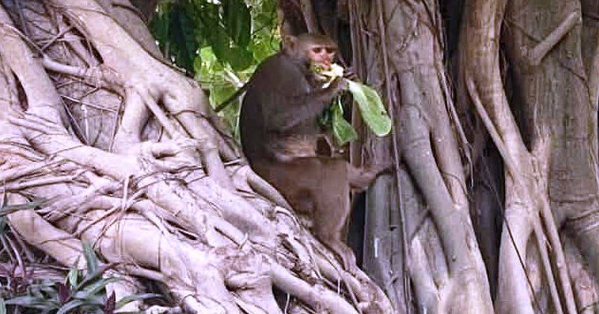 Khỉ hoang 'đại náo' khu dân cư Đà Nẵng, tấn công người và vật nuôi