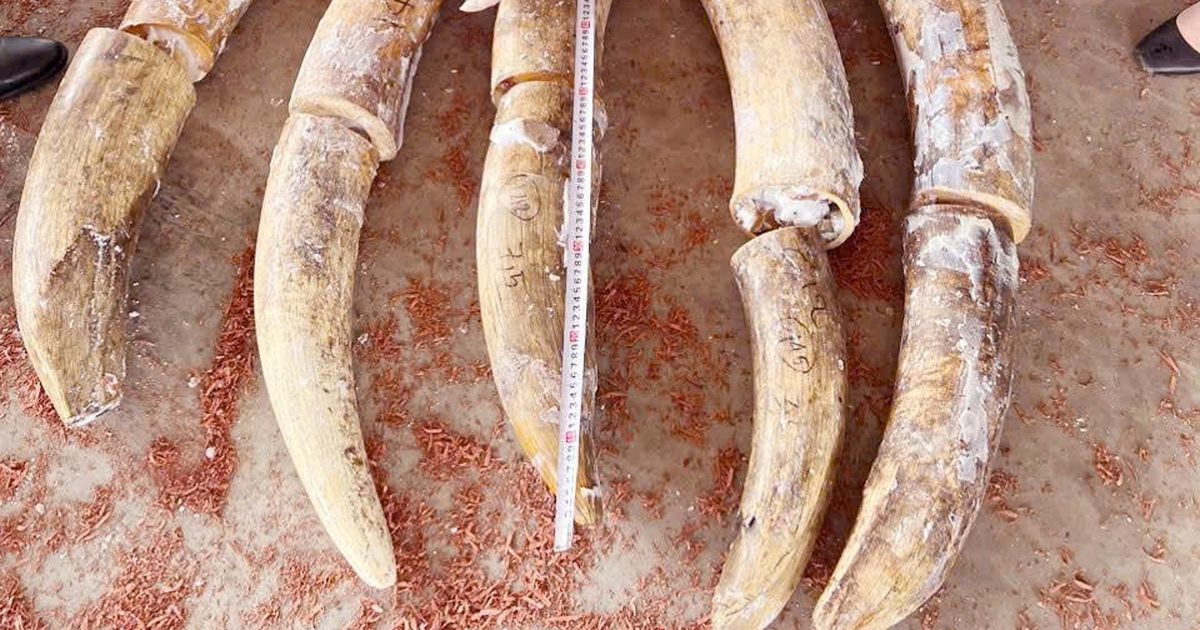 Triệt phá vụ buôn lậu ngà voi lớn nhất từ trước đến nay tại cảng Quy Nhơn