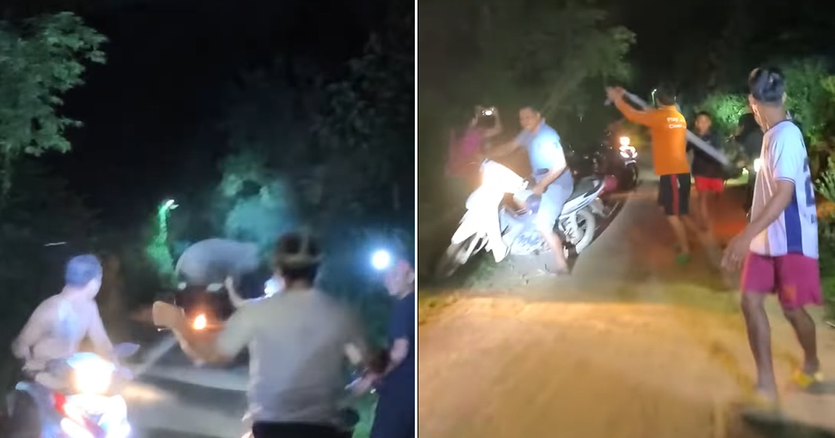 Ngày Voi thế giới, voi rừng bất ngờ ‘đi lạc’ vào làng Tà Lài