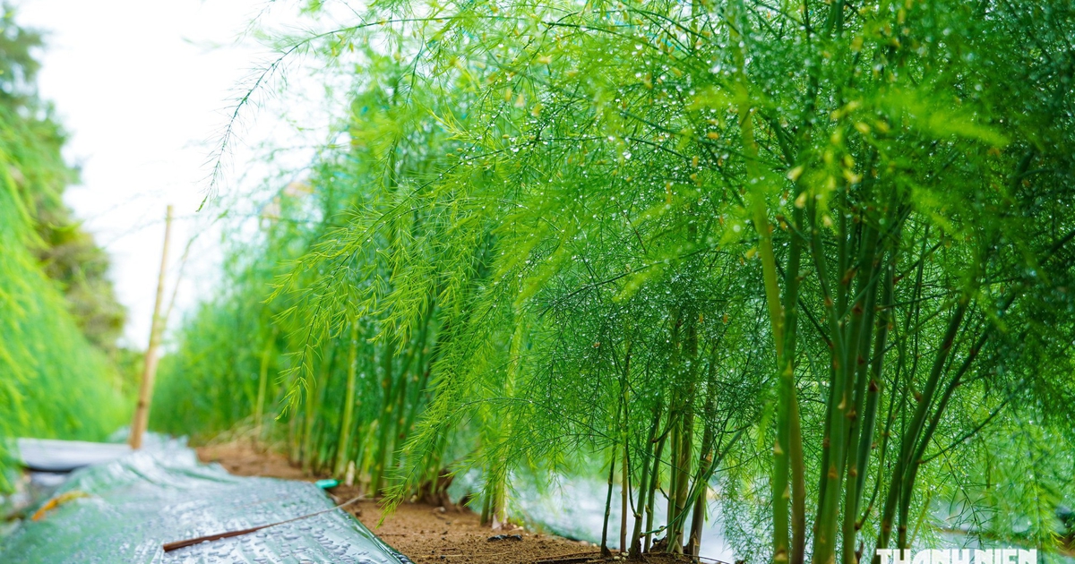 Trồng măng tây trên vùng cát ven biển, nông dân có tiền 'rủng rỉnh' mỗi ngày