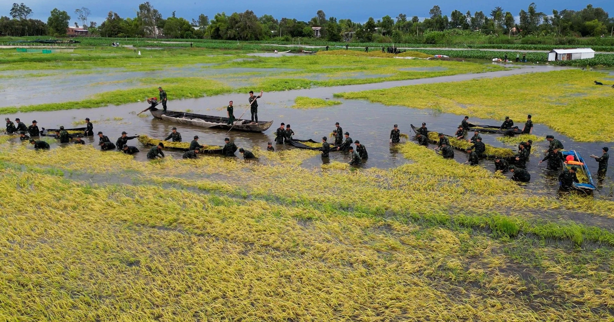 Bộ đội Tây Ninh lội Đồng Tháp Mười gặt lúa bị ngập do mùa nước nổi