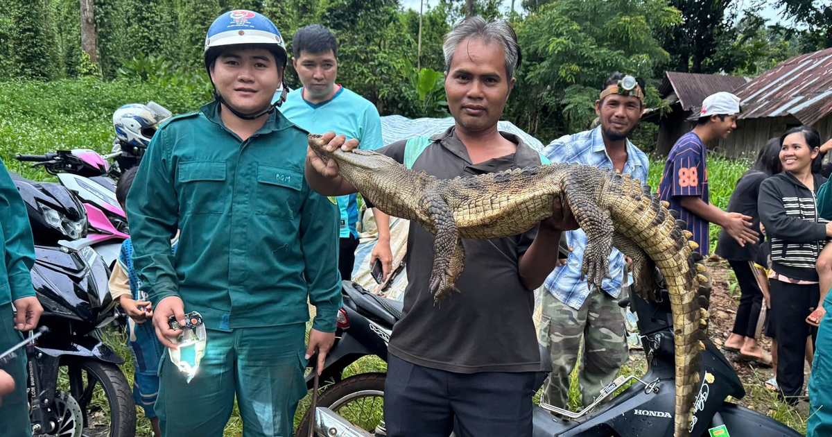 Đồng Nai: Đã bắt cá sấu hơn 10 kg dưới suối sau hơn 20 ngày truy tìm