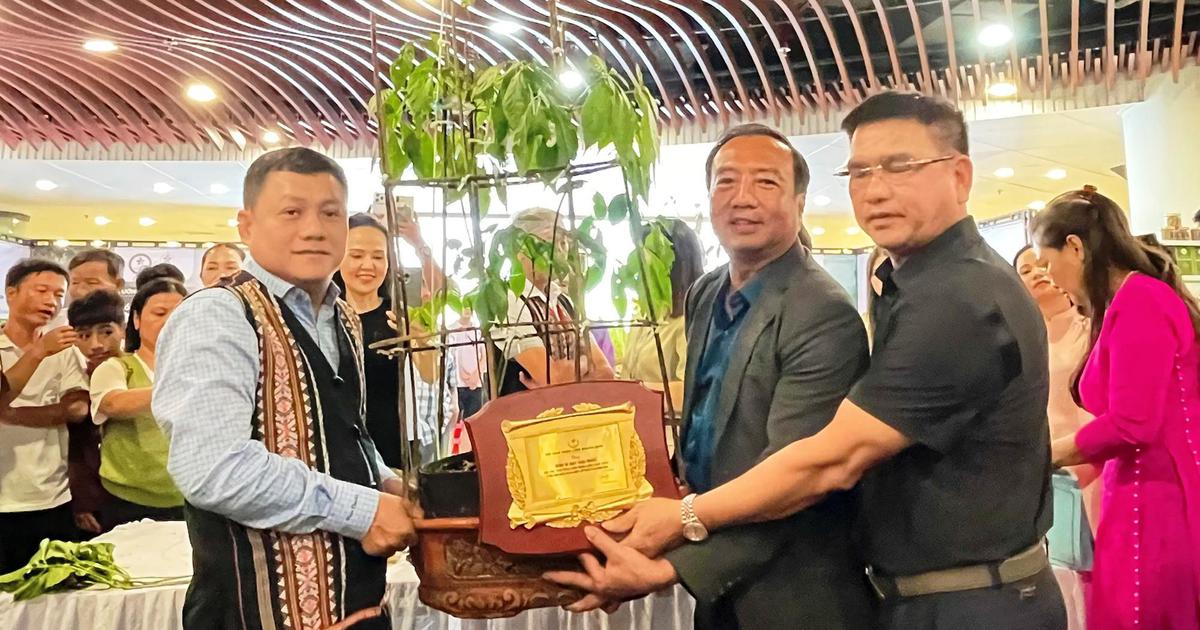 Củ sâm Ngọc Linh hơn 35 năm tuổi được đấu giá 725 triệu đồng