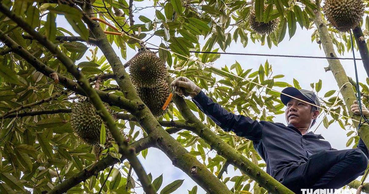 Đơn giản thủ tục cấp mã số vùng trồng