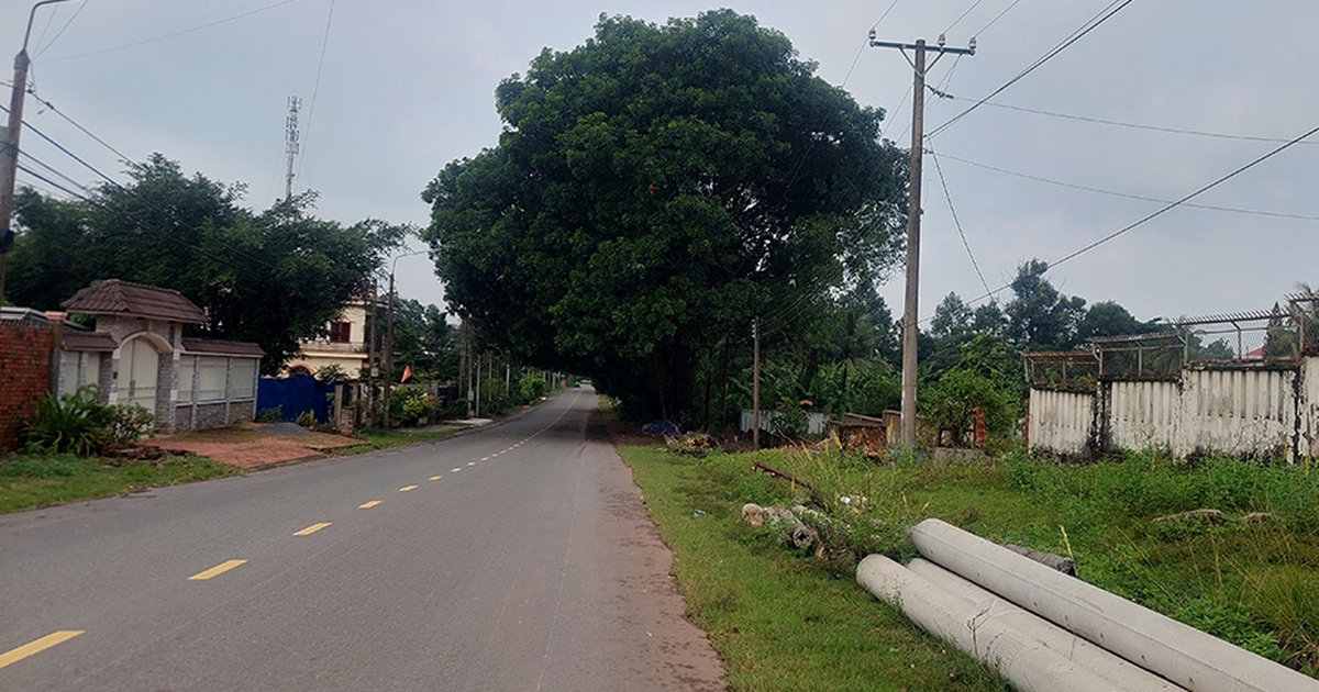 Tán cây ảnh hưởng giao thông
