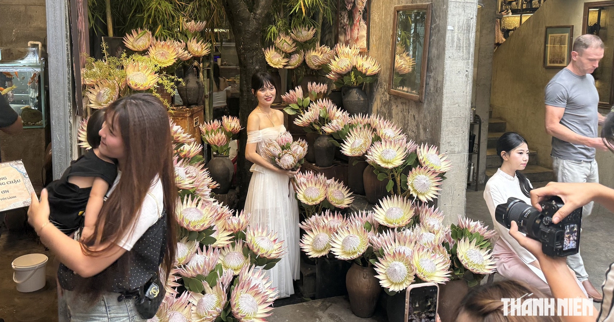 ‘Hoa nhà giàu’ 700.000 đồng/cành khiến giới trẻ rần rần xếp hàng dài check-in