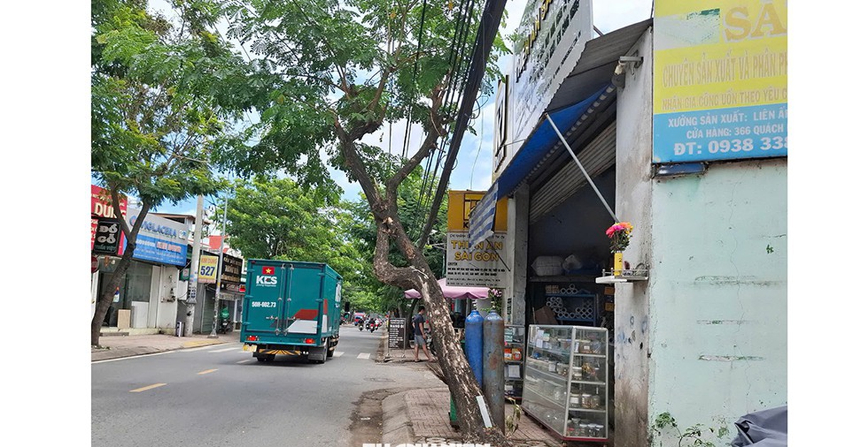 Nguy cơ cây xanh bật gốc, ngã đổ trong mùa mưa