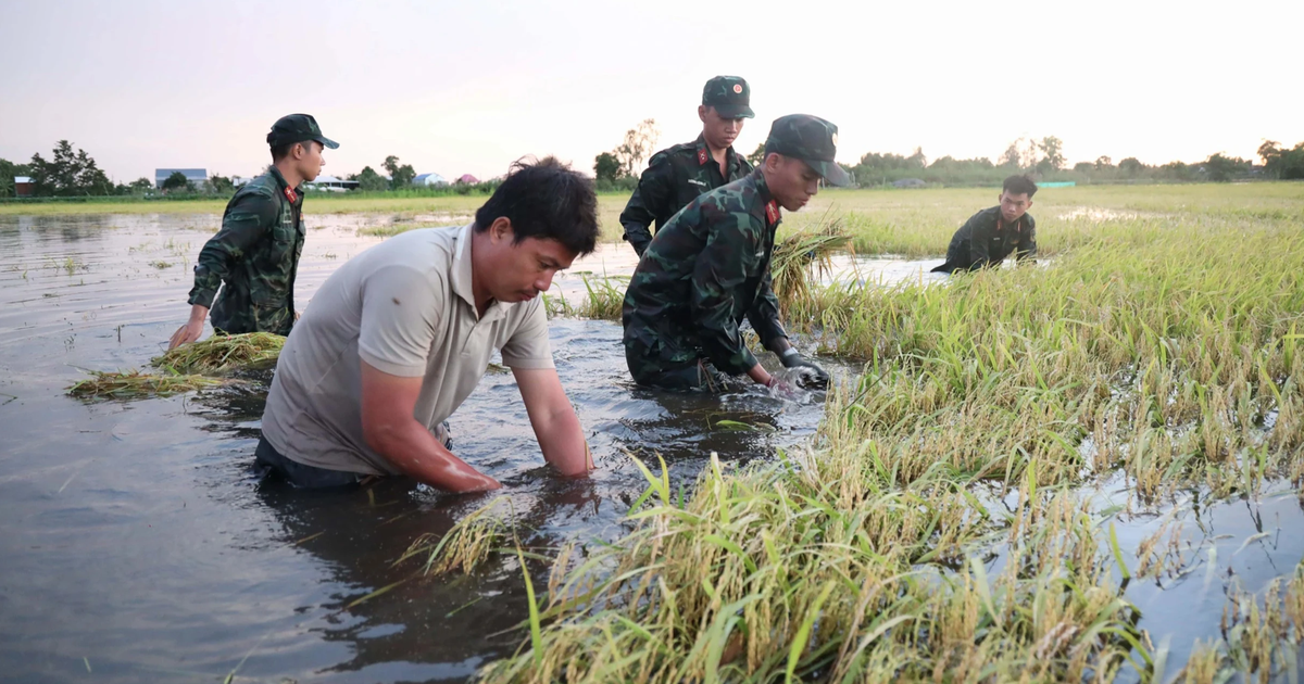 Nước đang về ĐBSCL nhưng lũ vẫn thấp
